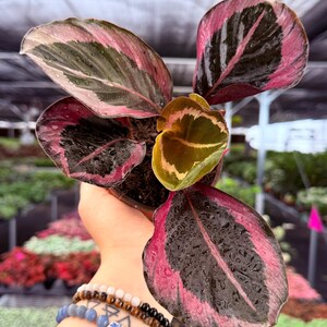 Princess Jessie Calathea - Etsy