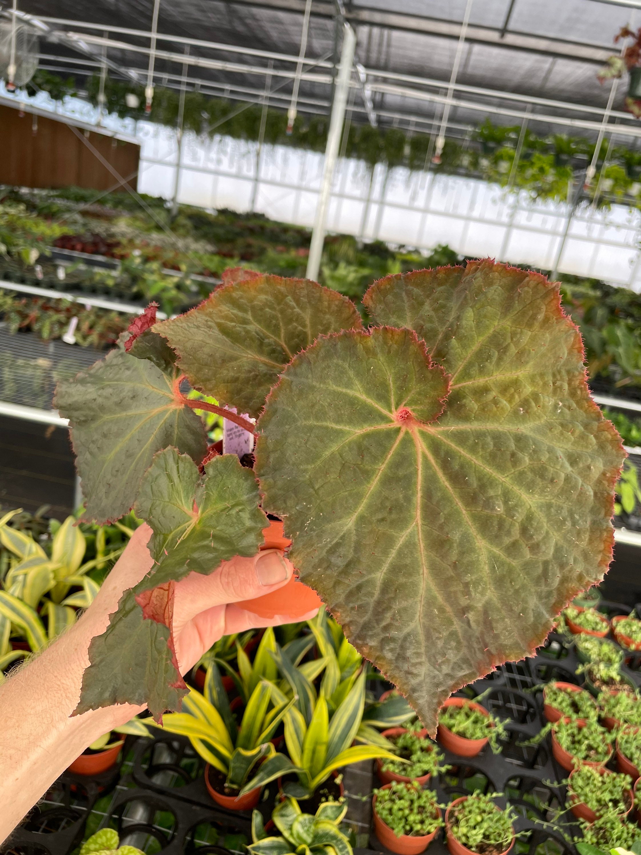 セミ8点セット2 Begonia midnight magic 4” pot (ALL PLANTS require you to purchase