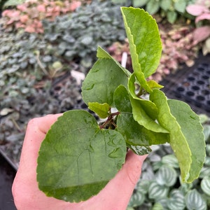 Pride of Hankins white hibiscus Starter Plant (ALL STARTER PLANTS require you to purchase 2 plants!) image 8