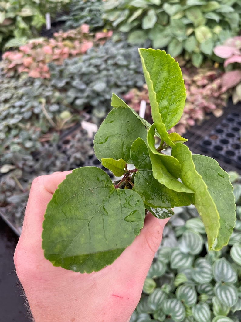 Pride of Hankins white hibiscus Starter Plant (ALL STARTER PLANTS require you to purchase 2 plants!) image 8