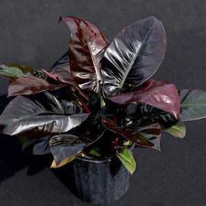 Plante de démarrage Philodendron noir cardinal (TOUTES LES PLANTES DE DÉMARRAGE nécessitent l'achat de 2 plantes !)