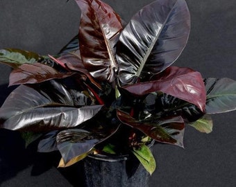 Philodendron black cardinal Starter Plant (ALL STARTER PLANTS require you to purchase 2 plants!)