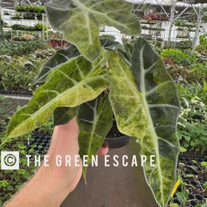 May include: A close-up of a potted Alocasia plant with large, textured leaves. The leaves are a mix of dark green, light green, and yellow, with prominent veining. The plant is held in a black pot. The text "THE GREEN ESCAPE" is visible.
