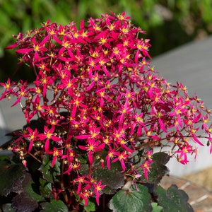 Saxifraga dancing pixies “talea” Starter Plant (ALL STARTER PLANTS require you to purchase 2 plants!)