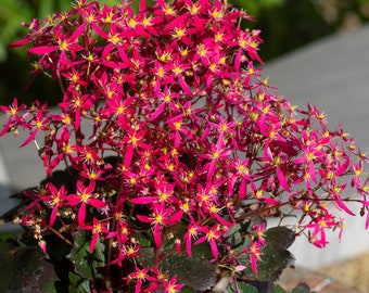 Saxifraga dancing pixies “talea” Starter Plant (ALL STARTER PLANTS require you to purchase 2 plants!)