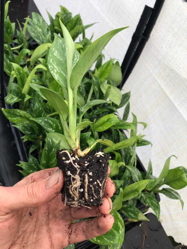 Aglaonema Jade Starter Plant ALL STARTER PLANTS require