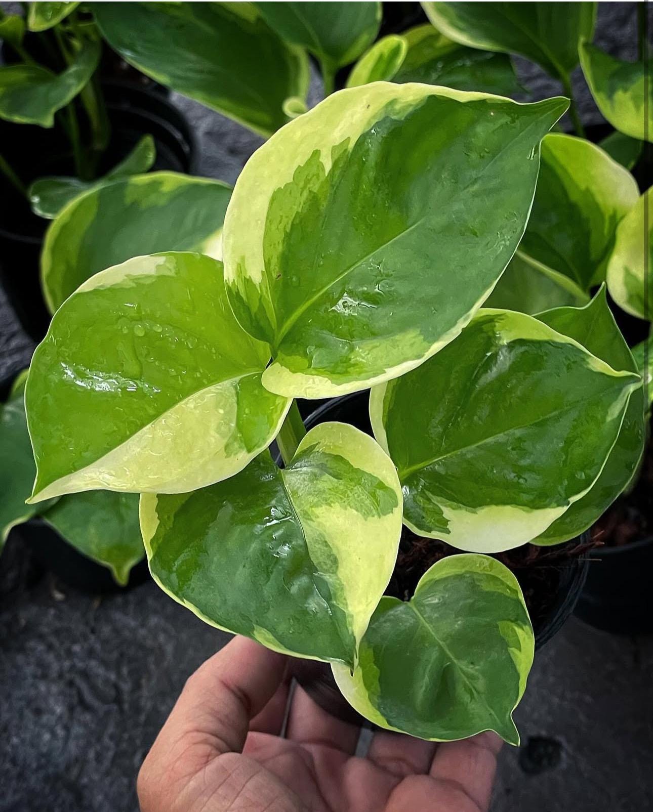 Poonsin Manjula Mutation Pothos Starter Plant GH1 (ALL STARTER