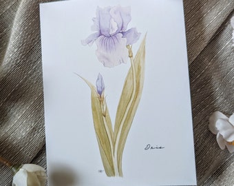 Iris (Nuevo) - Tarjetas de notas plegadas en blanco - Paquete de 5