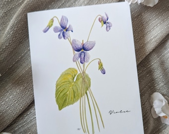 Violeta (Nuevo) - Tarjetas de notas plegadas en blanco - Paquete de 5