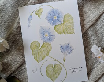 Morning Glory (Nuevo) - Tarjetas de notas plegadas en blanco - Paquete de 5