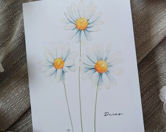 Daisy (Nuevo) - Tarjetas de notas plegadas en blanco - Paquete de 5