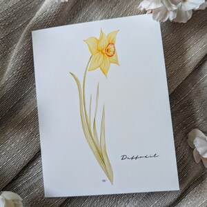 Jonquille (Neuf) - Cartes de correspondance vierges et pliées - Lot de 5