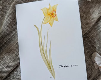 Narciso (Nuevo) - Tarjetas de notas plegadas en blanco - Paquete de 5