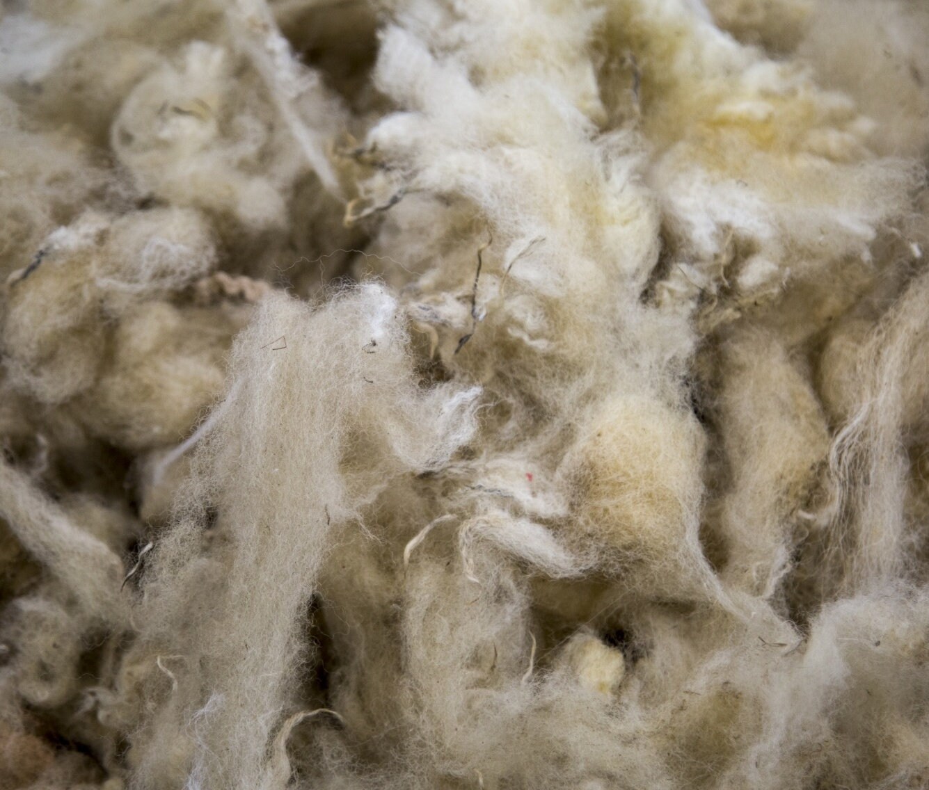 Lamb fleece raw wool raw sheep wool 1 kg Etsy