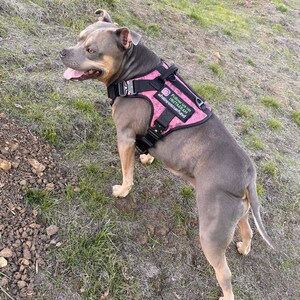 May include: A gray and brown pit bull terrier wearing a pink camouflage dog harness with the text "Follow us on Instagram @hairrescufund".
