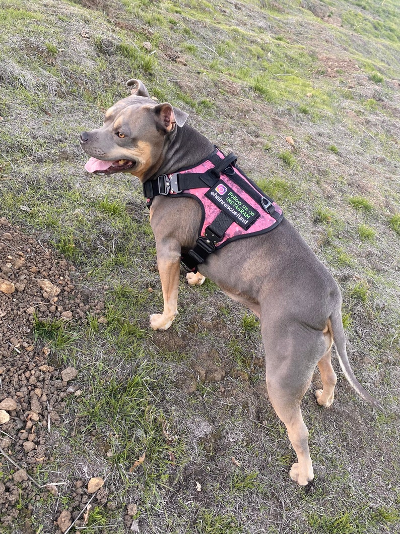 May include: A gray and brown pit bull terrier wearing a pink camouflage dog harness with the text "Follow us on Instagram @hairrescufund".