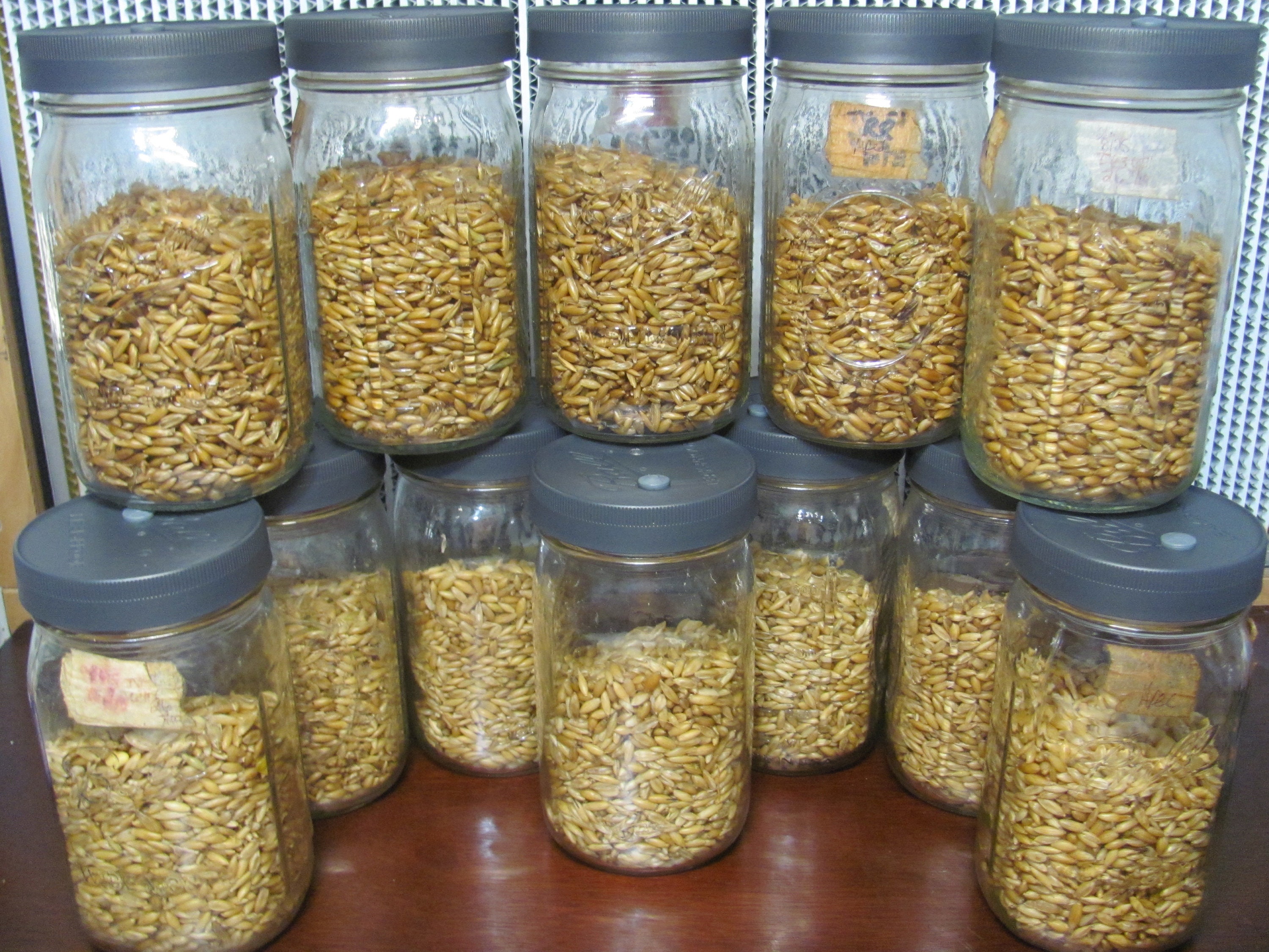 12x Mushroom Grain Spawn Jar PP5 Lid O fungi U Etsy