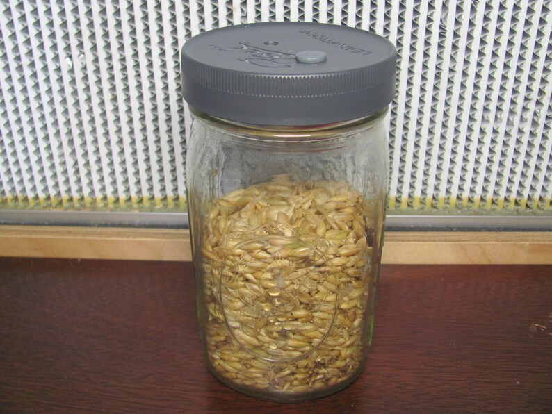 3 Mushroom Grain Spawn Jar PP5 Lid O fungi U Etsy