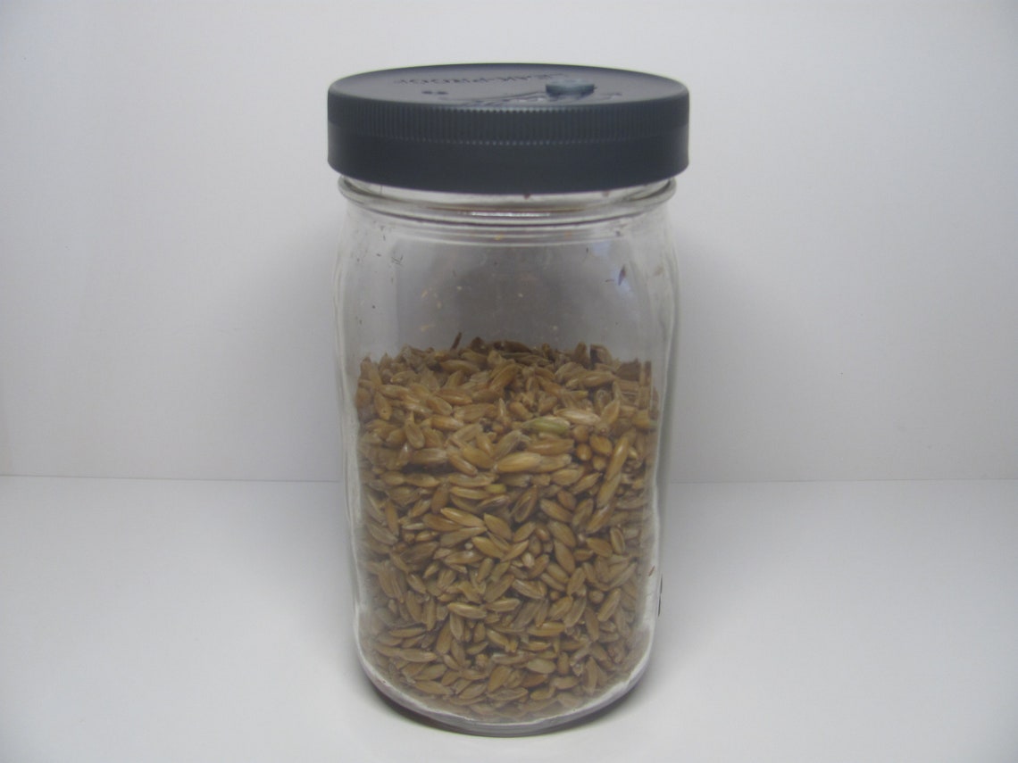 12x Mushroom Grain Spawn Jar PP5 Lid O fungi U Etsy