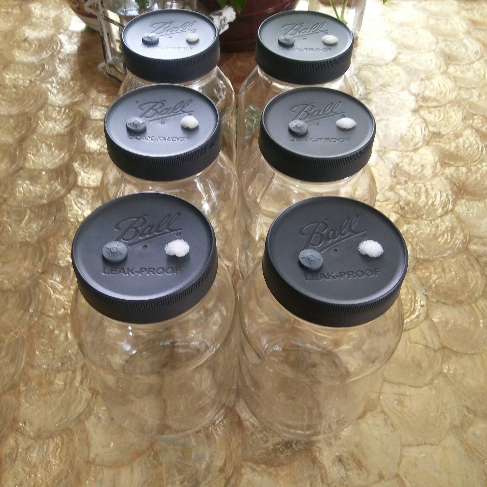 Spawn Jar and Lid Complete Set of 6 empty O Fungi U Etsy UK