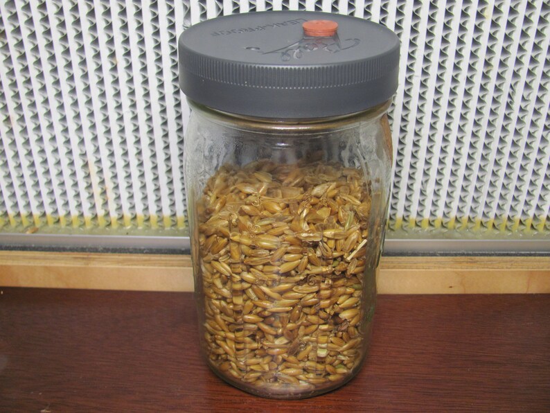 3 Mushroom Grain Spawn Jar PP5 Lid O Fungi U Etsy