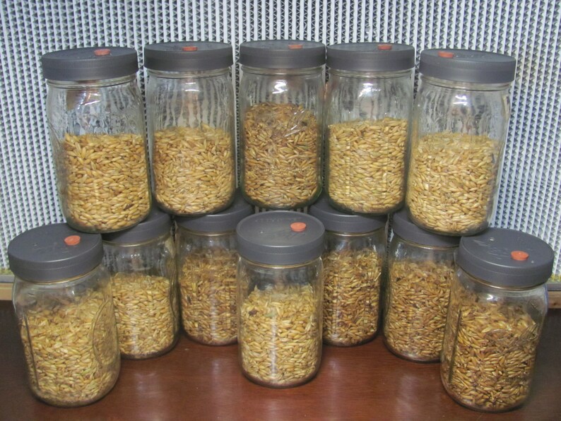 12x Mushroom Grain Spawn Jar PP5 Lid O fungi U Etsy