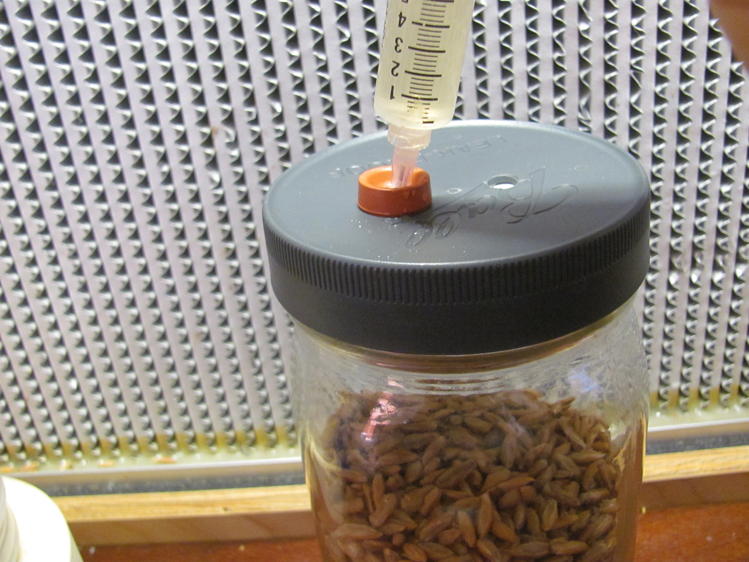 12x Mushroom Grain Spawn Jar PP5 Lid O fungi U Etsy