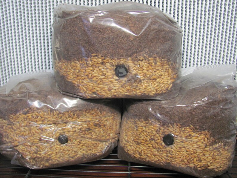 3x Allinone Hardwood Mushroom Grow Kit Gourmet Mushroom Etsy