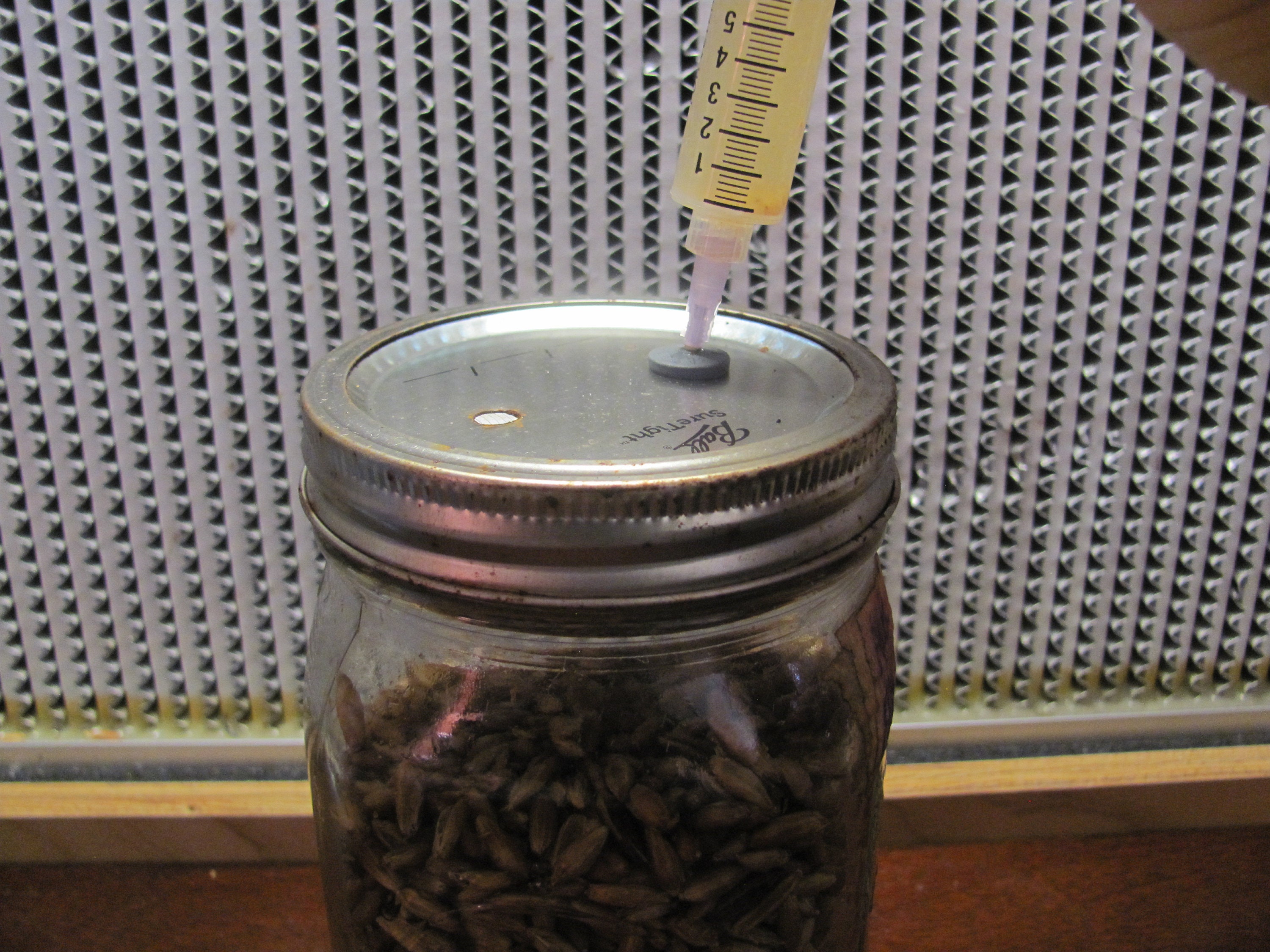 12x Mushroom Grain Spawn Jar PP5 Lid O fungi U Etsy