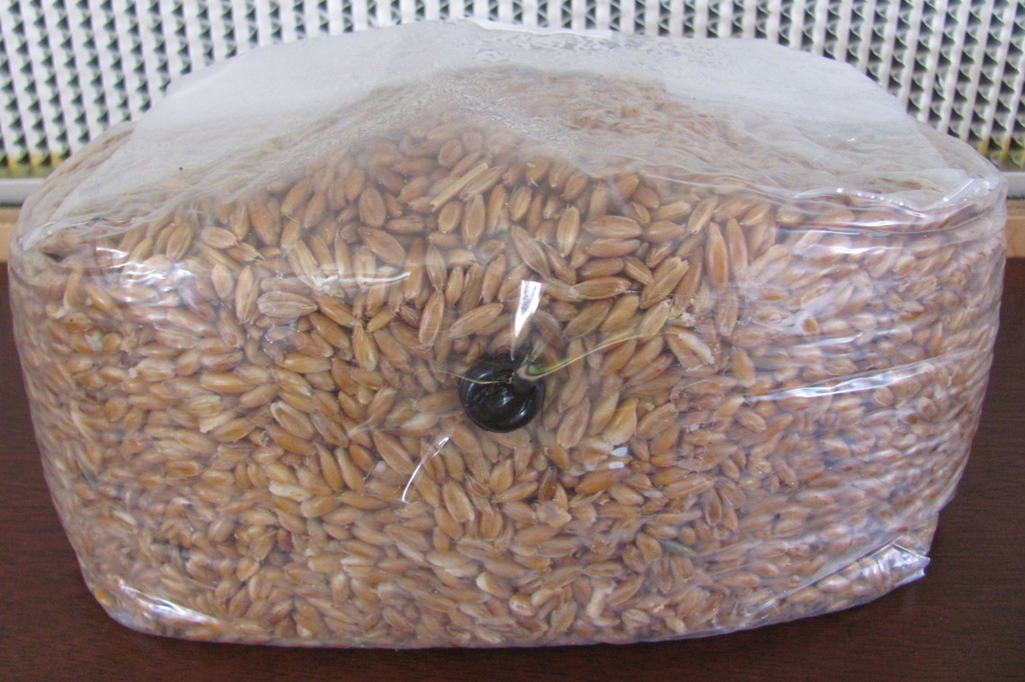 Mushroom Grain Spawn Bag 5lbs O fungi U Etsy