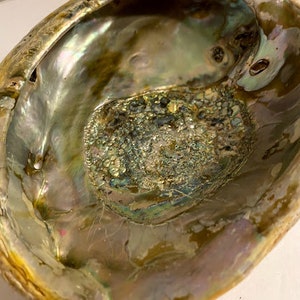 Natural Abalone Shell for Smudging/planter/trinket box