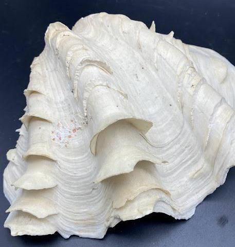 Authentic scaly half clam shell 8x6.5