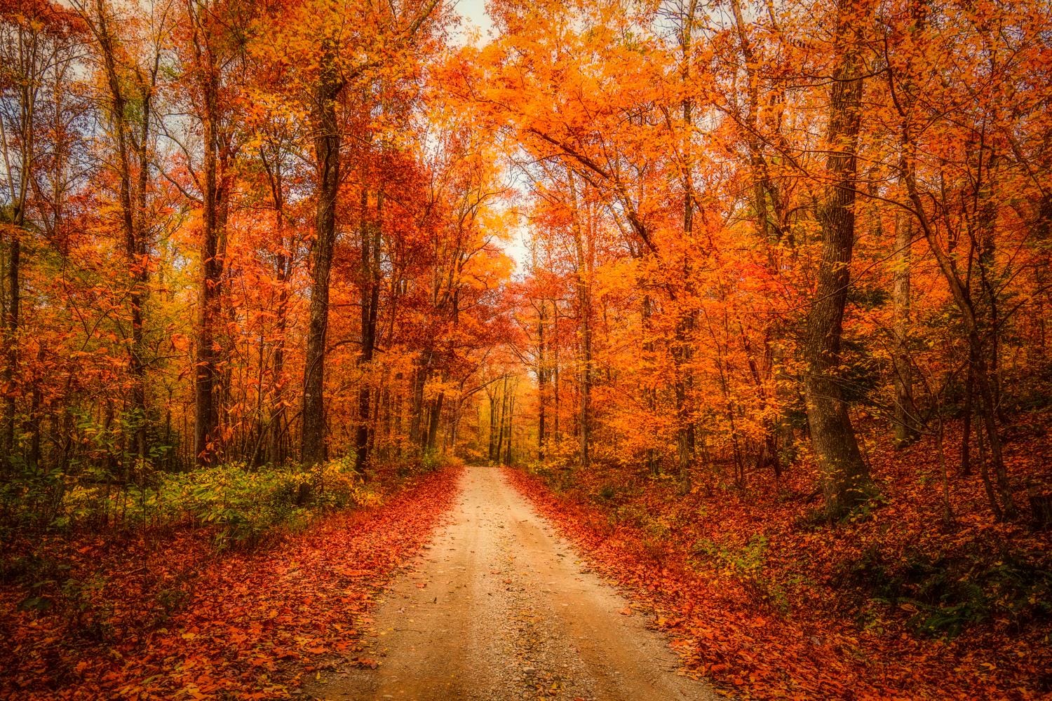 Whispers of the Amber Grove, Smokey Mountains National Park, Tennessee Landscape, Wall Art, Home Decor, Nature Print