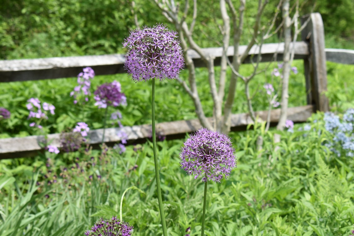 Purple Puffball Flowers Alliums Etsy