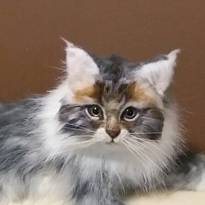Kitten handmade of combed wool and faux fur. Looks realistic, Cute Gift cat lover, Pet Memorial, felt. Katze.