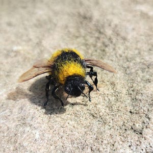 Bee brooch pin. Bumblebee, brooch, Brosche. For a child, a bumblebee for a backpack, a pin for a hat or scarf. Needle felted Bumblebee, insect.