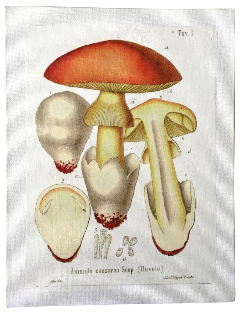 Mushroom: Amanita des Césars, Oronge Free shipping. image 1