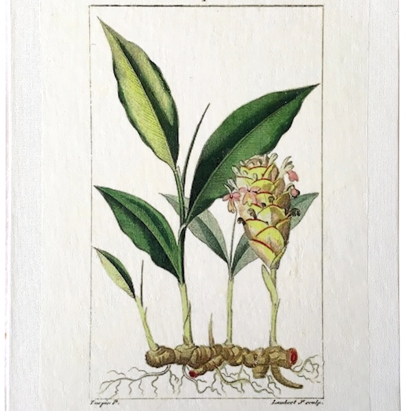 Tableau naturaliste : planche botanique Curcuma.