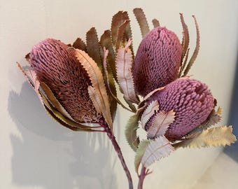 Banksia Burdettii w kolorze liliowym.(3 łodygi)