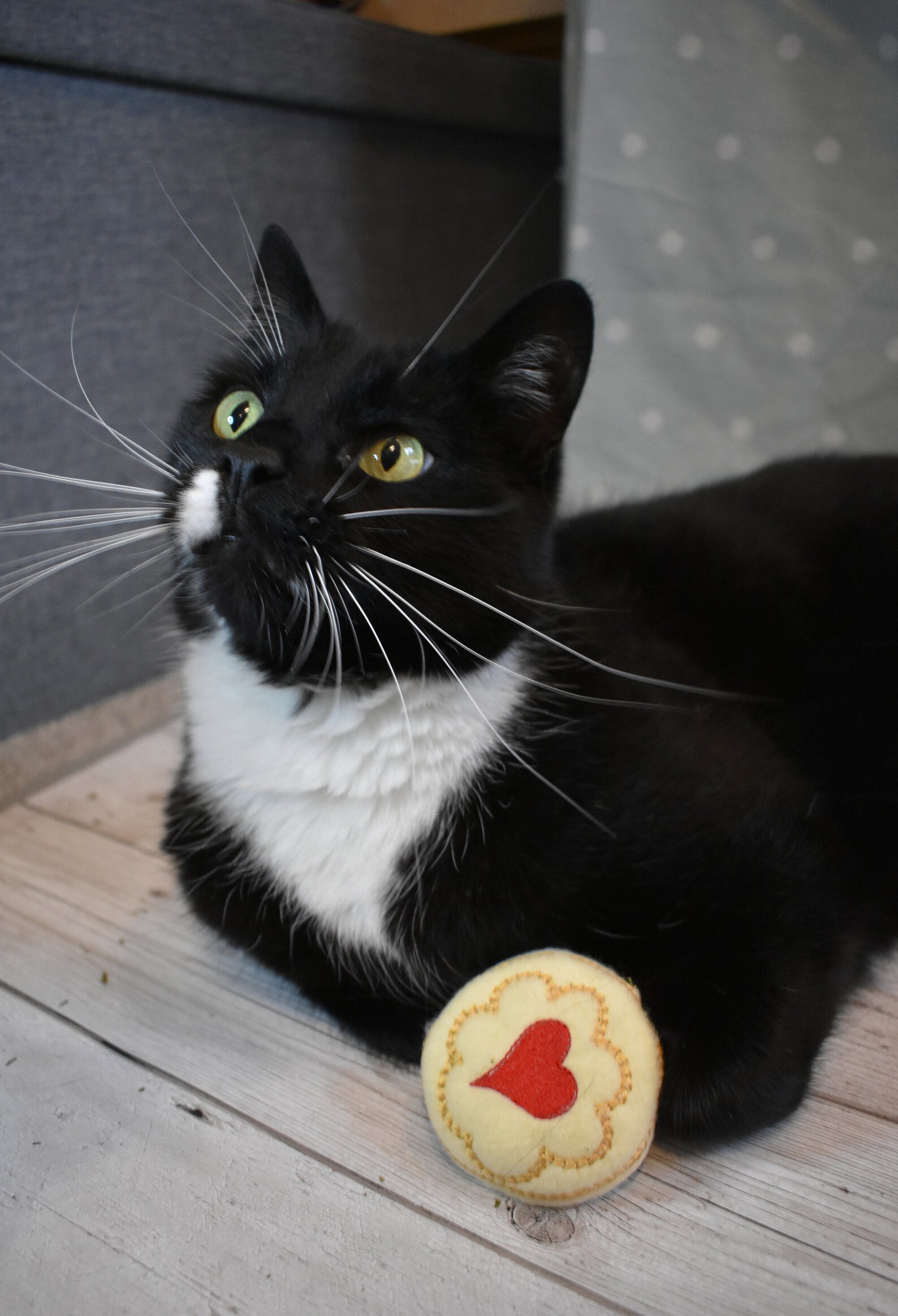 Jammy Round Catnip Biscuit Cat Toy Etsy