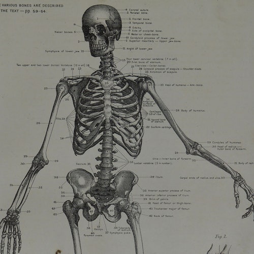 Original Vintage Medical Print or Poster Etsy