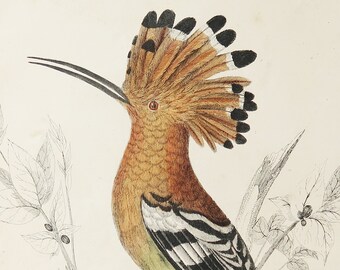 1958 Hoopoes Vintage Lithograph FramedUnframed - Giclee Fine Art Print