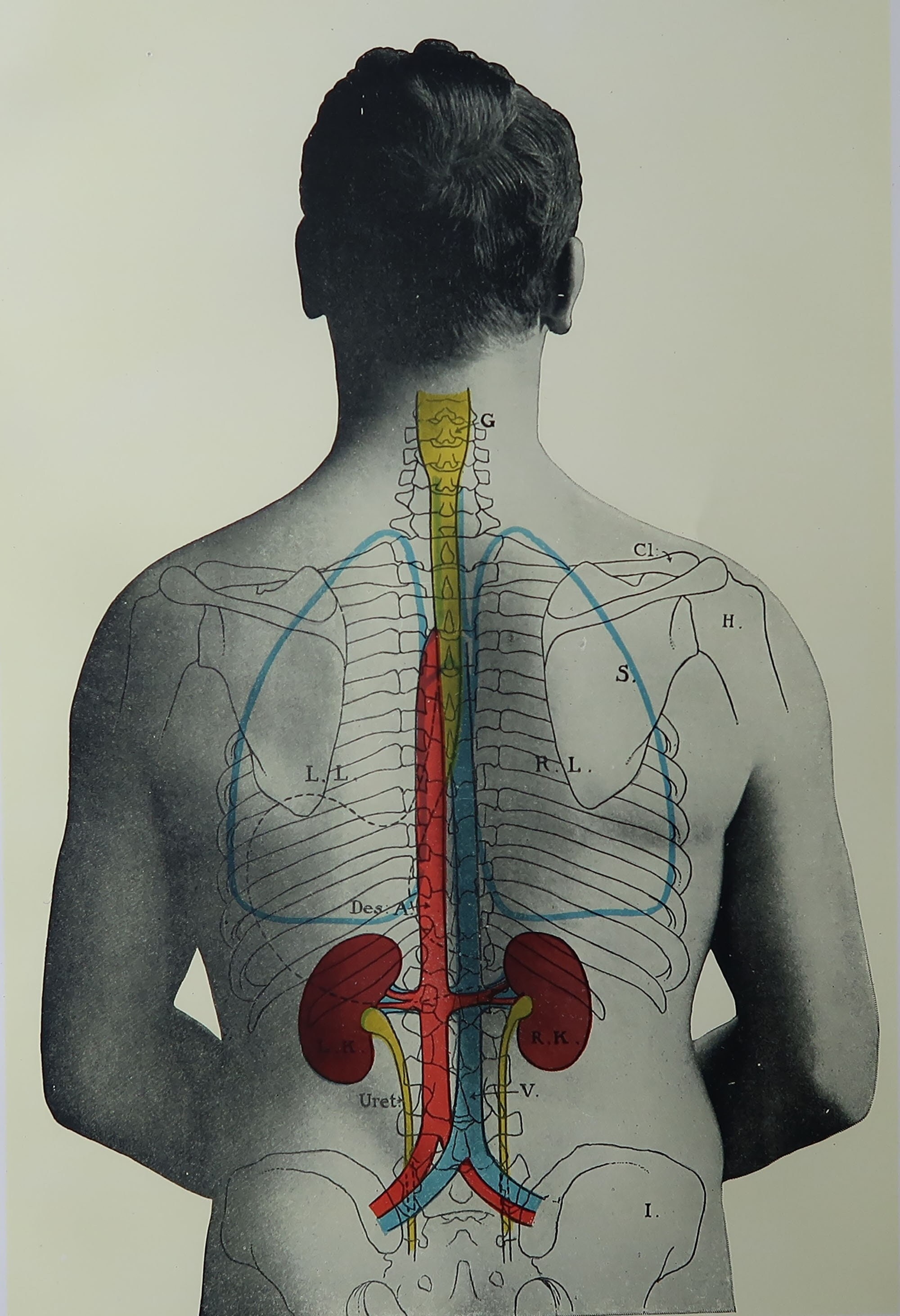 Original Vintage Medical Print or Poster Etsy