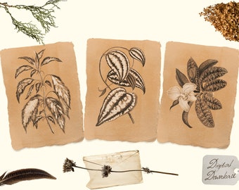 The One with Terracotta Plant Printables, Printable Botanical Set, Terracotta Floral Wall Decor, Vintage Botanical Prints, Digital Download