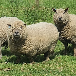 Whole Raw southdown sheeps fleece/ sheep's wool