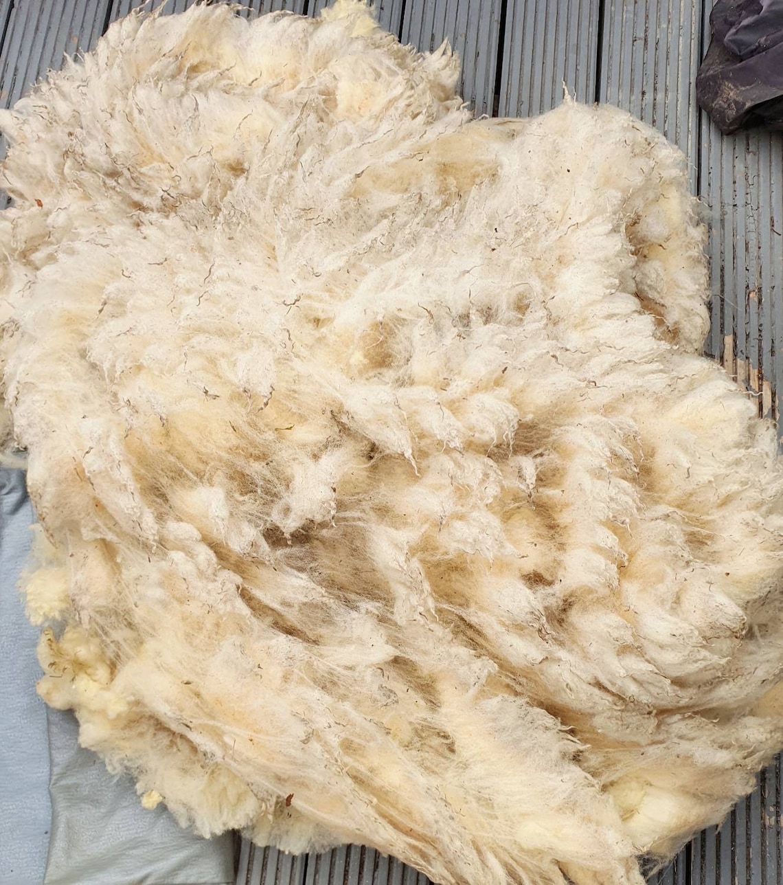 Whole Raw sheep fleece pedigree texel sheep fleece 1kg for Etsy