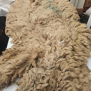 Last one**Whole Raw sheep fleece- texel sheep fleece for crafts spinning, felting , stuffing.