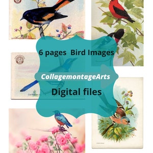 Digital Bird Images, printable files, digital files, journal images, printable ephemera, bird clip art, journals, digital birds