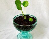 Pilea peperomioides, Chinese Money Plant, one of a kind plant Gift, vintage plant, plant pot