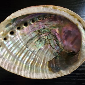May include: A large abalone shell with iridescent colors of purple, green, and gold. The shell has several holes drilled around the rim.